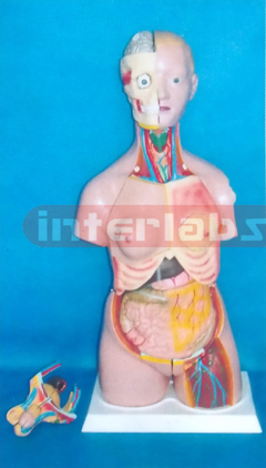 85 CM TALL CHANGABLE SEXES PRIMARY HUMAN MODEL WITH SHOULDER BONE, BACK DISSECTION, WITH HEAD (20 PCS)